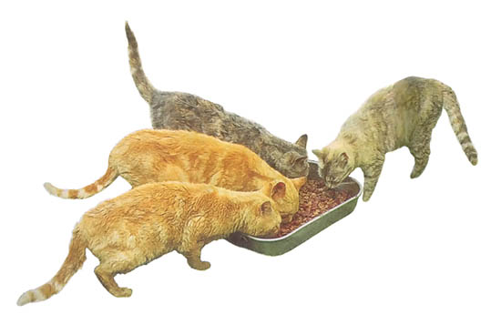 
Pet owners should know that for cats prone to forming urinary crystals, smart nutrition might entail providing low-ash acidifying foods. 
